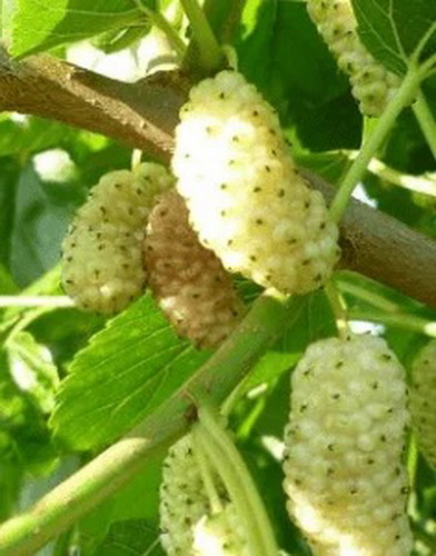 Sadnice-Duda-Beli-Dud veca