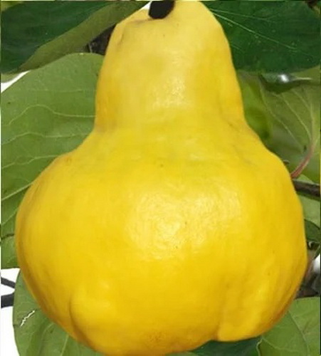 Sadnice-Dunje-Vranjska-1 veca